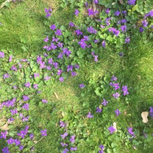 Violets in St. Paul's Church Cemetery, Mount Vernon, NY, April 22, 2016. Photo by Lydia Holt.